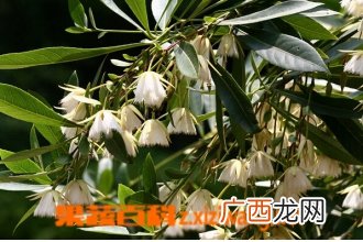 水石榕的功效与作用