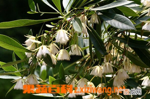 水石榕的功效与作用