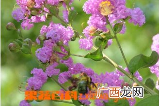 大花紫薇的功效与作用