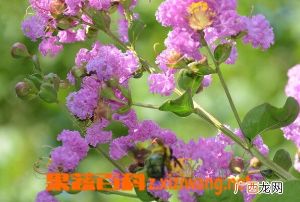大花紫薇的功效与作用