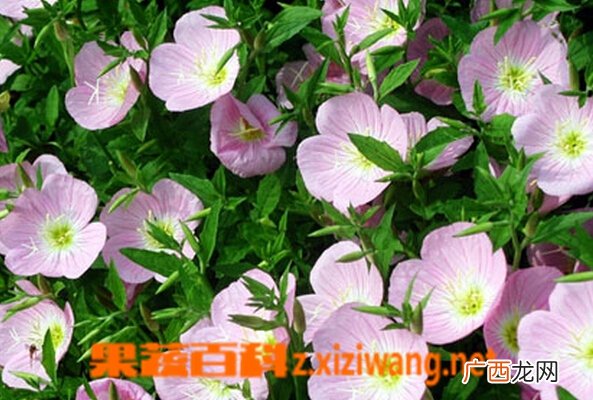 美丽月见草的功效与作用