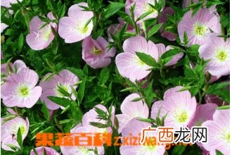 美丽月见草的功效与作用