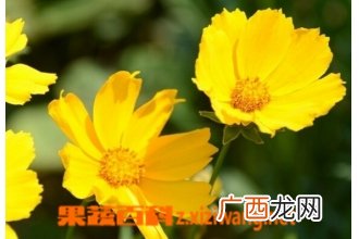 大花金鸡菊的功效与作用
