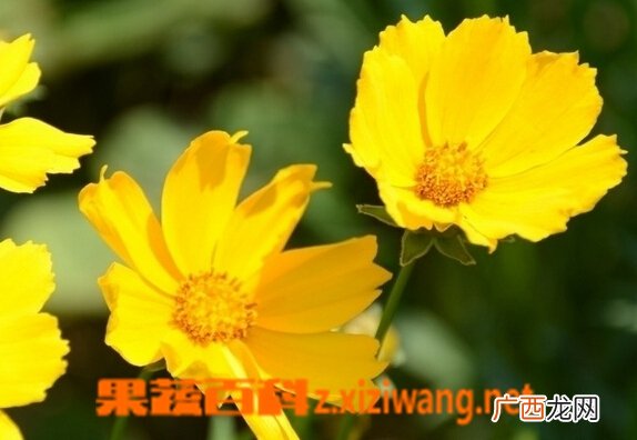 大花金鸡菊的功效与作用