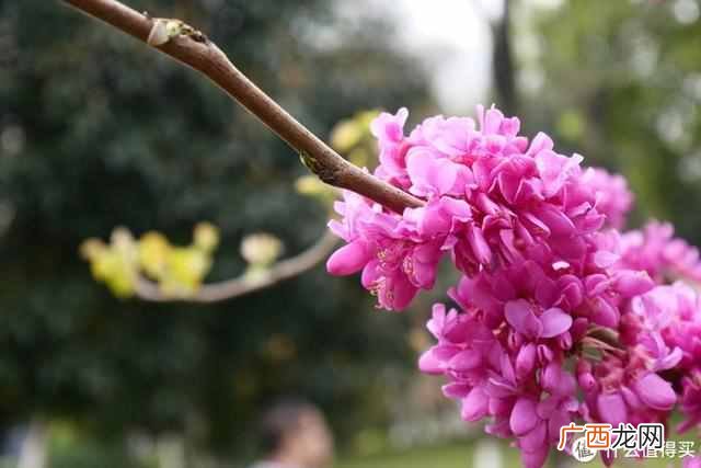 相机卡片机是什么东西（卡片机居然也能卖6199元