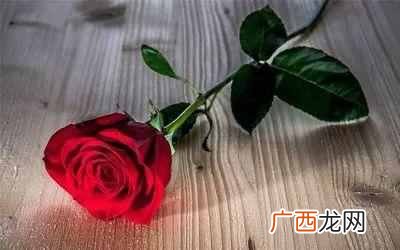 红玫瑰花语大全 送女人红玫瑰代表什么意思
