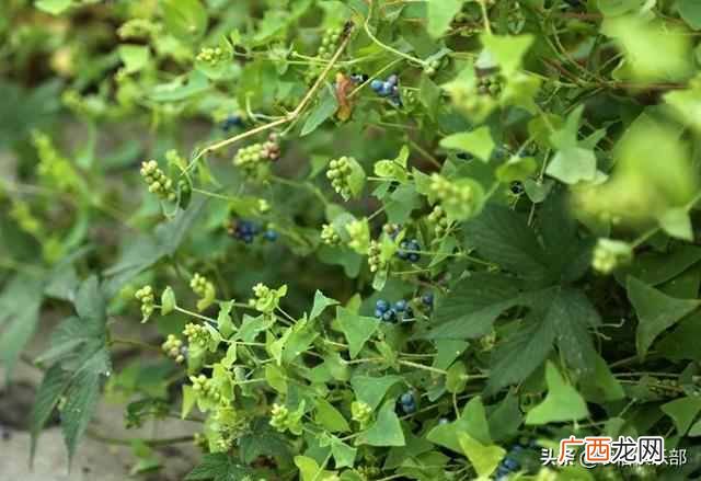 蛇最怕什么植物和花草（农村怕屋里进蛇，种这