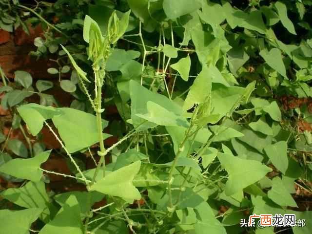 蛇最怕什么植物和花草（农村怕屋里进蛇，种这