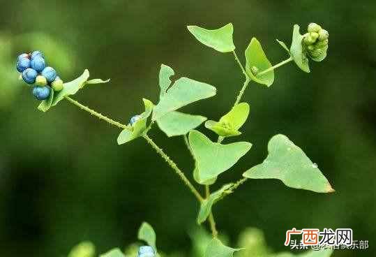 蛇最怕什么植物和花草（农村怕屋里进蛇，种这