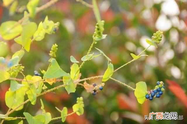 蛇最怕什么植物和花草（农村怕屋里进蛇，种这