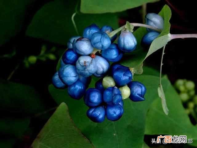 蛇最怕什么植物和花草（农村怕屋里进蛇，种这