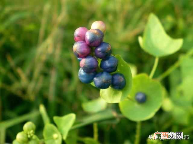 蛇最怕什么植物和花草（农村怕屋里进蛇，种这