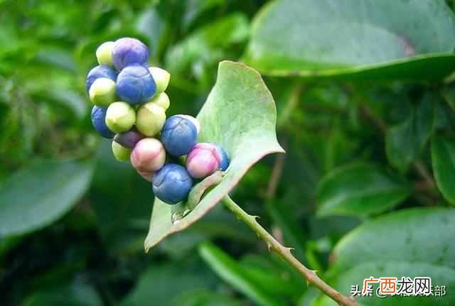 蛇最怕什么植物和花草（农村怕屋里进蛇，种这