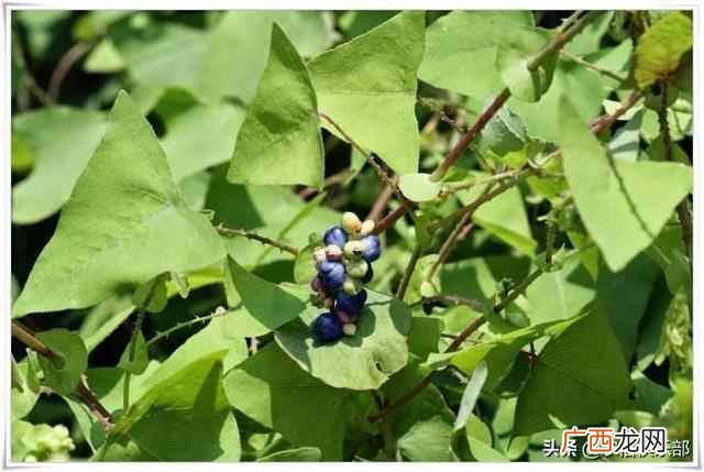 蛇最怕什么植物和花草（农村怕屋里进蛇，种这
