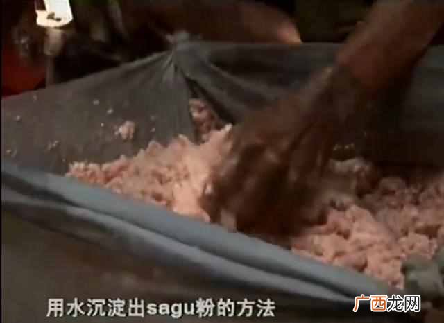 西米露是什么植物做的（掌握几个要点，轻松做
