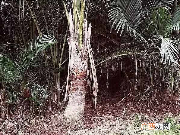 西米露是什么植物做的（掌握几个要点，轻松做
