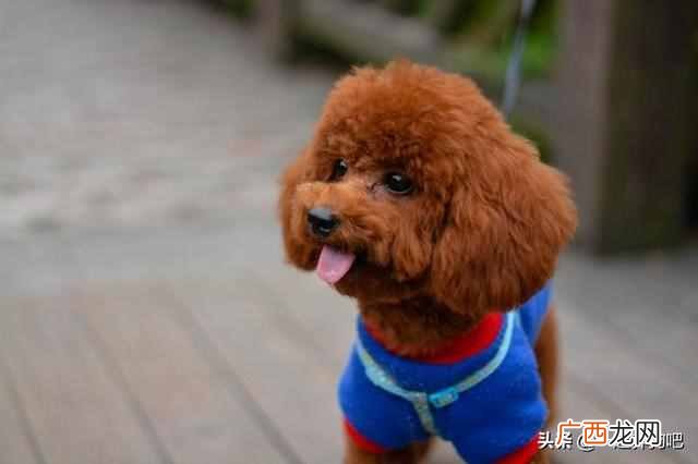 开宠物店需要什么条件与技术（行业老手教你快