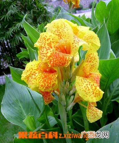 芙蓉葵的功效与作用
