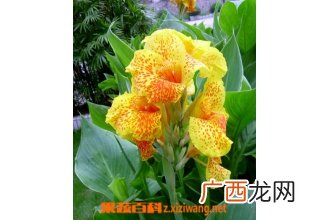 芙蓉葵的功效与作用