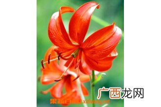 山丹花的功效与作用
