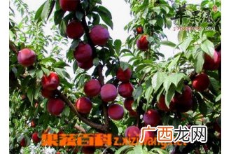 金蝉花的食用方法和功效