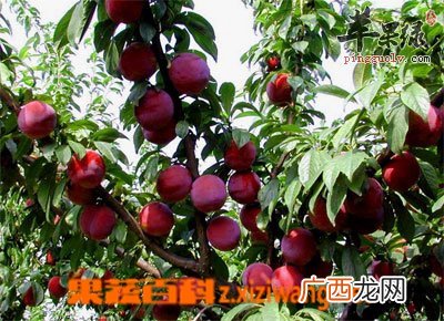 金蝉花的食用方法和功效