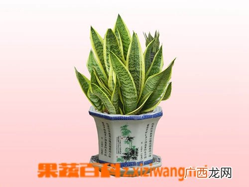 红蓼的功效与作用
