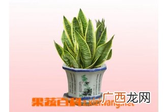 红蓼的功效与作用