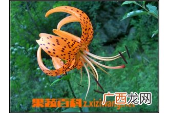 金蝉花怎么吃 金蝉花的吃法技巧