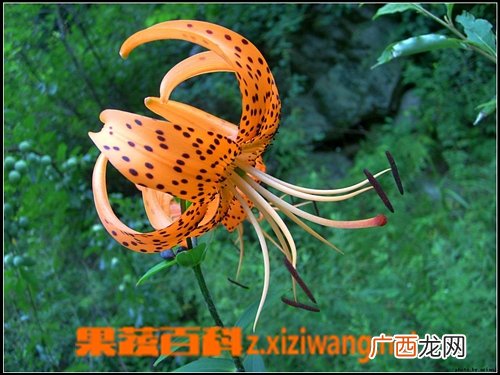 金蝉花怎么吃 金蝉花的吃法技巧