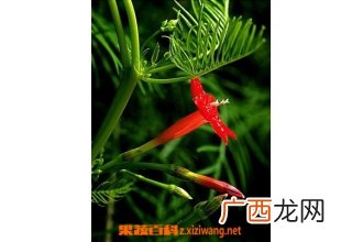 鹅掌草的功效与作用