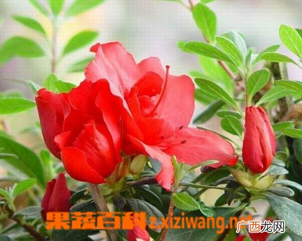 大白杜鹃的功效与作用