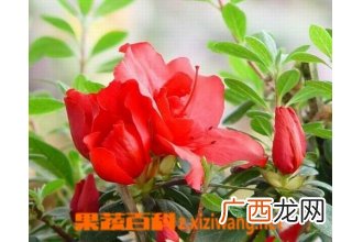 大白杜鹃的功效与作用