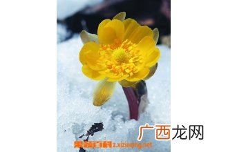 侧金盏花的功效与作用