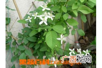 大花威灵仙的功效与作用