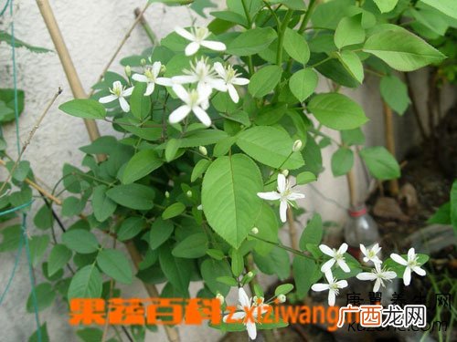 大花威灵仙的功效与作用