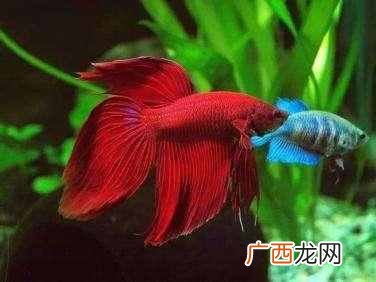 斗鱼是素食主义者吗 斗鱼吃什么饲料长得快