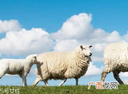 绵羊油和貂油哪个好？