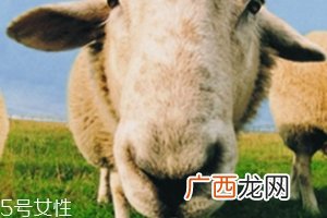 绵羊油和貂油哪个好？