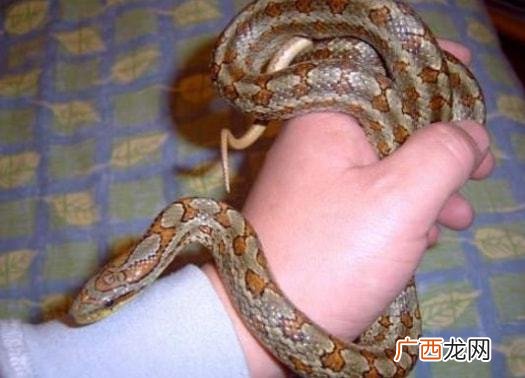 下葬时窜出条蛇，吃掉以后发生怪事，一位半百老人出面才安然无恙