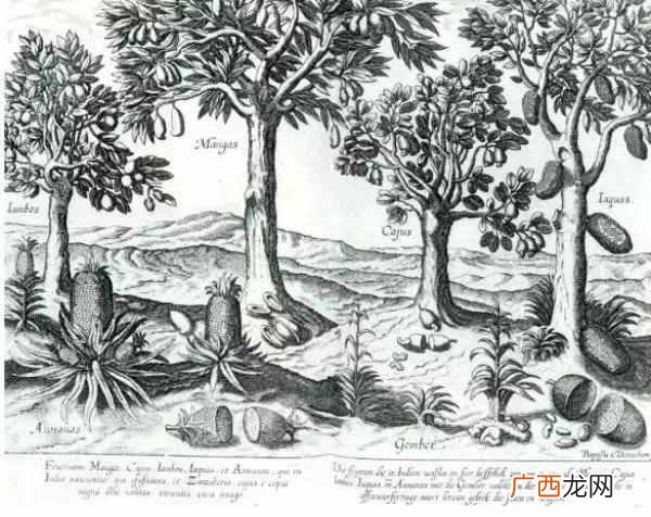 肉桂粉是什么味道的东西（肉桂这样吃40天后血糖