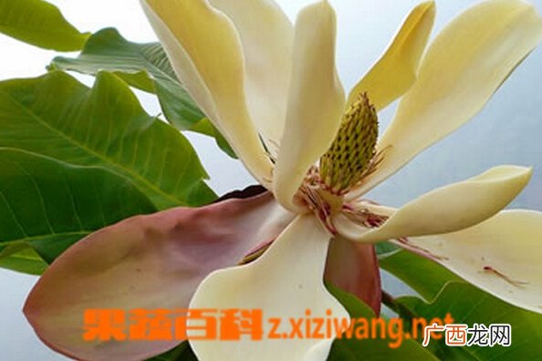 厚朴花的功效与作用