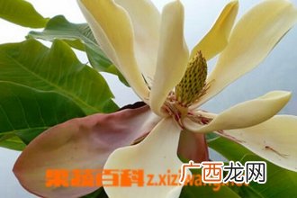 厚朴花的功效与作用