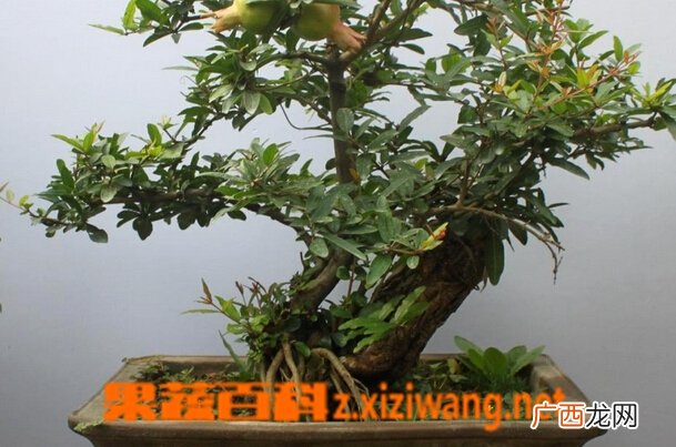 盆栽石榴树的种植方法