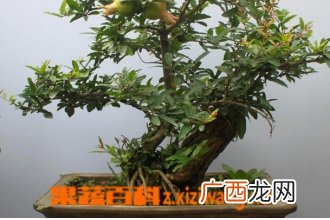 盆栽石榴树的种植方法