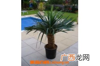 香龙血树图片和养殖方法