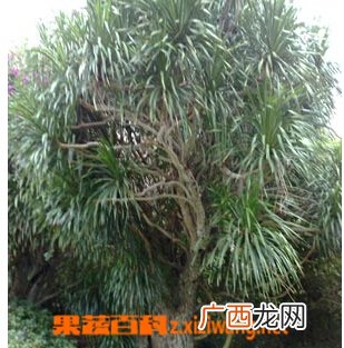 龙血树的图片和作用