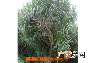龙血树的图片和作用