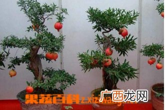 盆栽石榴的养殖方法
