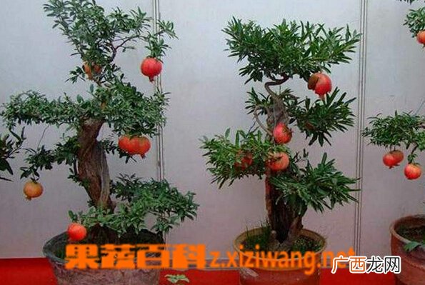 盆栽石榴的养殖方法